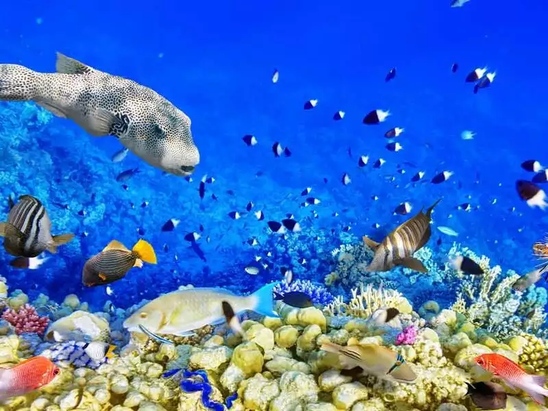 SÖMESTRA ÖZEL SHARM EL SHEİKH - KAHİRE VE İSKENDERİYE MASALI (8 GÜN 7 GECE)