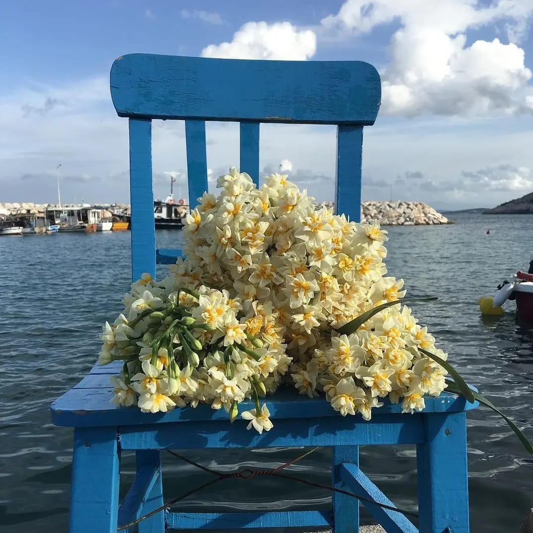 Karaburun Nergis Festivali - Karaburun/İzmir