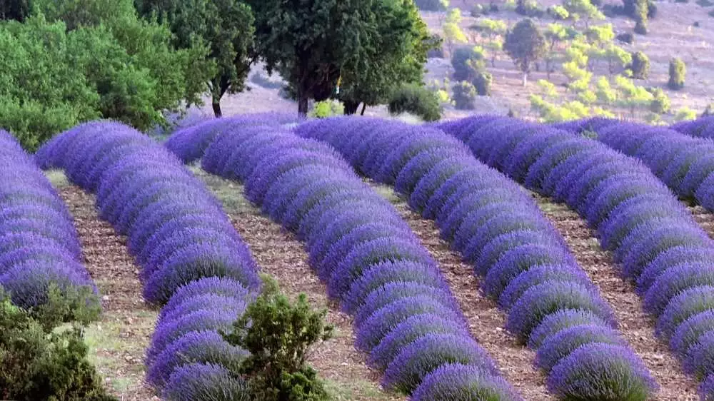 LAVANTA KOKULU KÖY (KUYUCAK KÖYÜ) VE SALDA GÖLÜ TURU